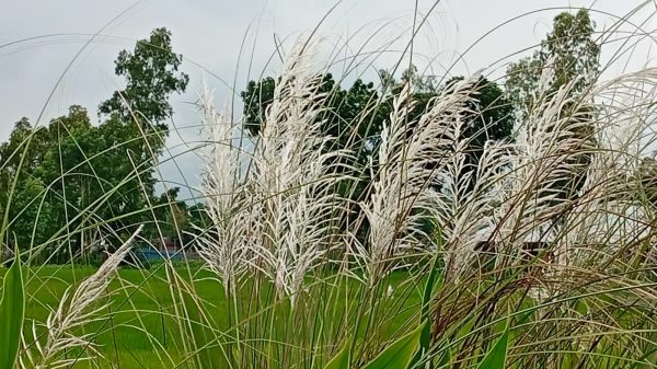দুমকী উপজেলায়, প্রকৃতি থেকে হারিয়ে যাচ্ছে অপরূপ কাশফুল
