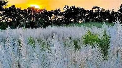 শরৎ কেমন হয়? ঝুৃমা আক্তার