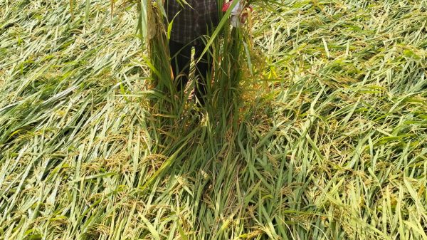 জলঢাকা ঝোরো বৃষ্টিতে আমন ও শীতকালীন সবজির ব্যাপক ক্ষতি 