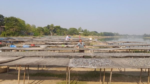 নওগাঁর আত্রাইয়ের শুঁটকি বাজারজাত হচ্ছে দেশের বিভিন্ন জেলায়